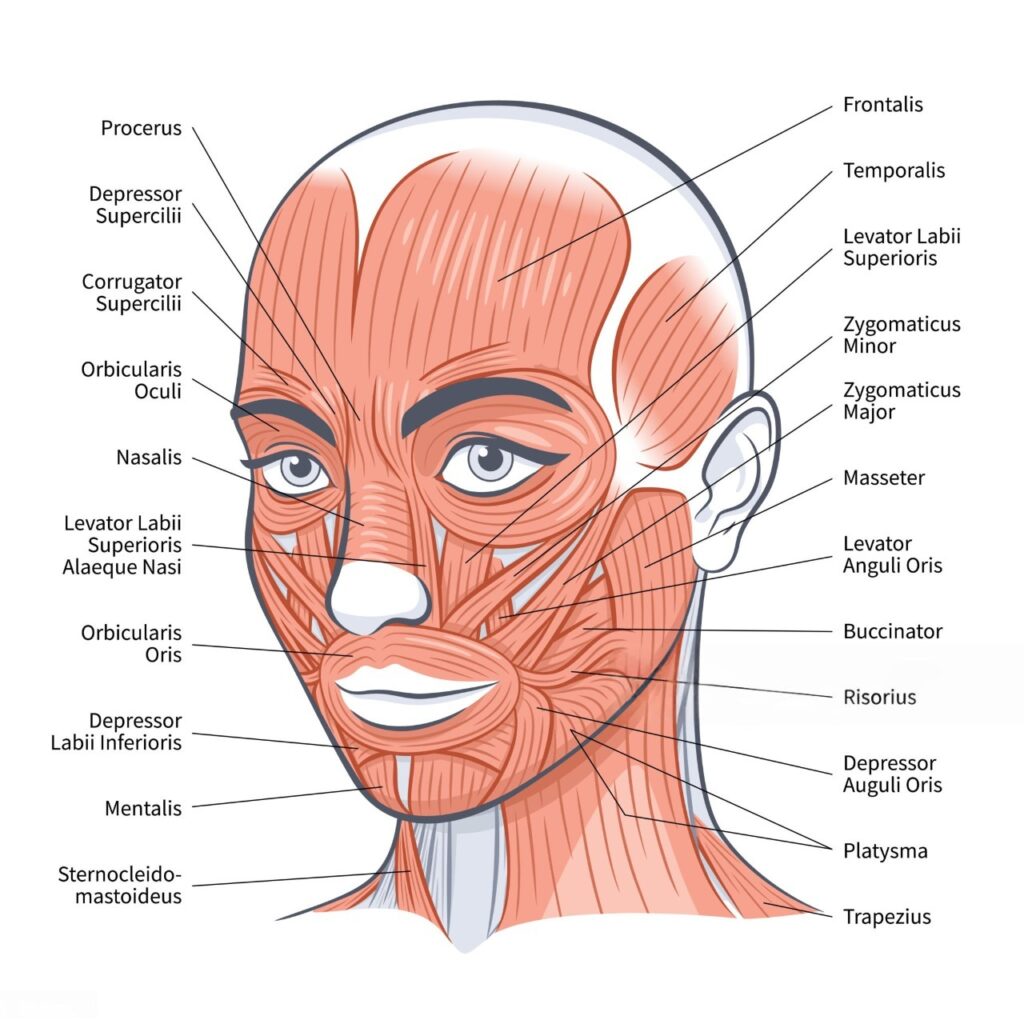 “detailed diagram of facial muscles and their anatomical labels”